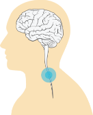 graphic of brain