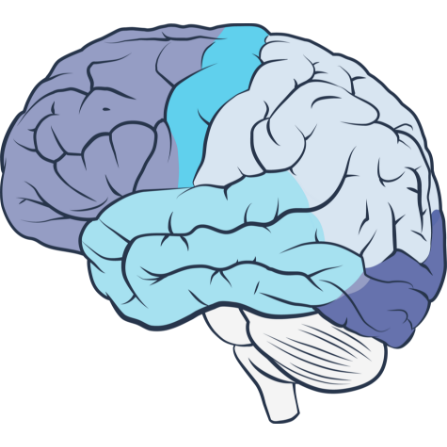 neurocortical brain image